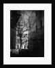 Bare Tree Below Buildings, Manhattan, 1944 by Anonymous