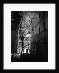 Bare Tree Below Buildings, Manhattan, 1944 by Anonymous
