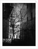 Bare Tree Below Buildings, Manhattan, 1944 by Anonymous