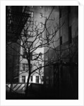 Bare Tree Below Buildings, Manhattan, 1944 by Anonymous