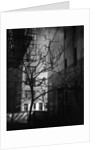 Bare Tree Below Buildings, Manhattan, 1944 by Anonymous