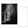 Bare Tree Below Buildings, Manhattan, 1944 by Anonymous