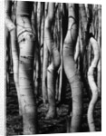 Trees, 1972 by Anonymous