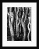 Trees, 1972 by Anonymous
