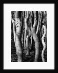 Trees, 1972 by Anonymous