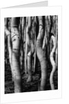 Trees, 1972 by Anonymous