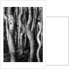 Trees, 1972 by Anonymous