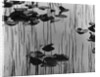 Reeds amd Lily Pads, Alaska, 1973 by Anonymous