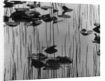 Reeds amd Lily Pads, Alaska, 1973 by Anonymous