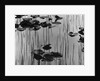 Reeds amd Lily Pads, Alaska, 1973 by Anonymous