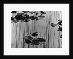 Reeds amd Lily Pads, Alaska, 1973 by Anonymous