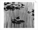 Reeds amd Lily Pads, Alaska, 1973 by Anonymous