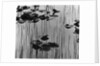 Reeds amd Lily Pads, Alaska, 1973 by Anonymous