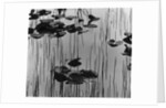 Reeds amd Lily Pads, Alaska, 1973 by Anonymous
