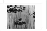 Reeds amd Lily Pads, Alaska, 1973 by Anonymous