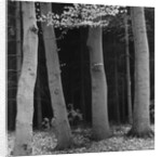 Beech Forest, Netherlands, 1971 by Anonymous
