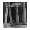 Beech Forest, Netherlands, 1971 by Anonymous