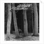 Beech Forest, Netherlands, 1971 by Anonymous