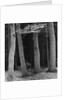 Beech Forest, Netherlands, 1971 by Anonymous
