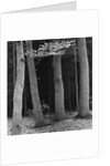 Beech Forest, Netherlands, 1971 by Anonymous