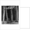 Beech Forest, Netherlands, 1971 by Anonymous