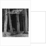 Beech Forest, Netherlands, 1971 by Anonymous