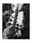 Ice Under Glass by Anonymous