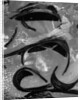 Tide Pool by Brett Weston