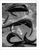 Tide Pool by Brett Weston