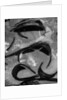 Tide Pool by Brett Weston