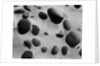 Rocks and Sand by Anonymous