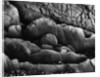 Beach Rocks by Brett Weston