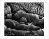 Beach Rocks by Brett Weston