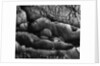 Beach Rocks by Brett Weston