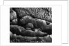 Beach Rocks by Brett Weston