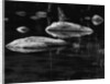 Rocks in a Shallow Lake by Brett Weston