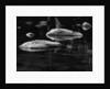 Rocks in a Shallow Lake by Brett Weston