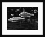 Rocks in a Shallow Lake by Brett Weston