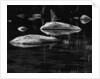 Rocks in a Shallow Lake by Brett Weston