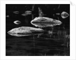 Rocks in a Shallow Lake by Brett Weston