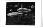 Rocks in a Shallow Lake by Brett Weston