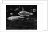 Rocks in a Shallow Lake by Brett Weston