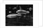 Rocks in a Shallow Lake by Brett Weston