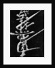 Calligraphy on Stone by Anonymous