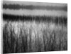 Grassy Marsh by Anonymous