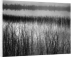 Grassy Marsh by Anonymous