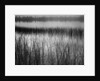 Grassy Marsh by Anonymous