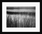 Grassy Marsh by Anonymous