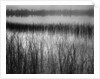 Grassy Marsh by Anonymous