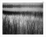 Grassy Marsh by Anonymous